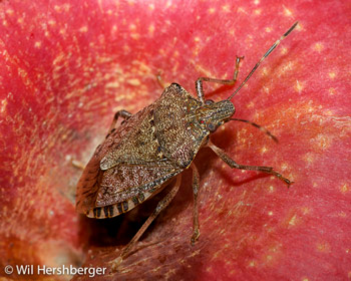 Adult brown marmorated stink bug