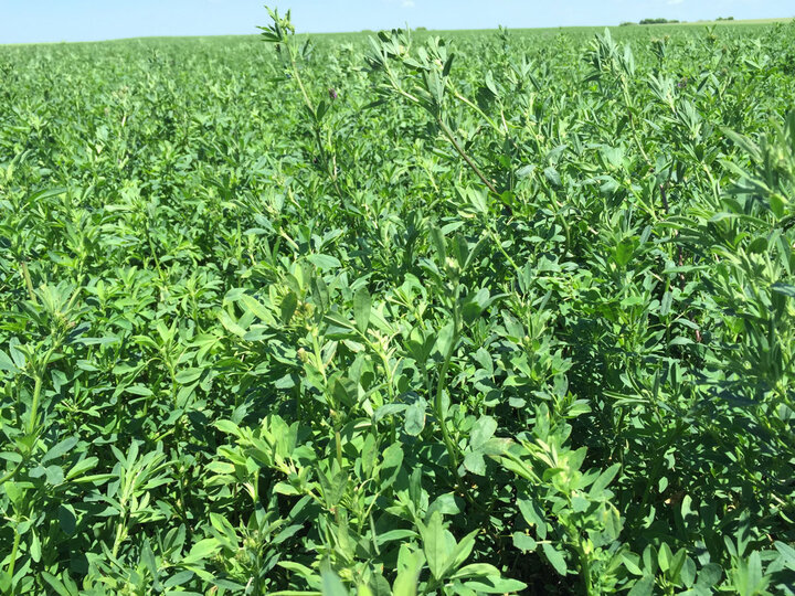 Alfalfa in east central Nebraska 6/1