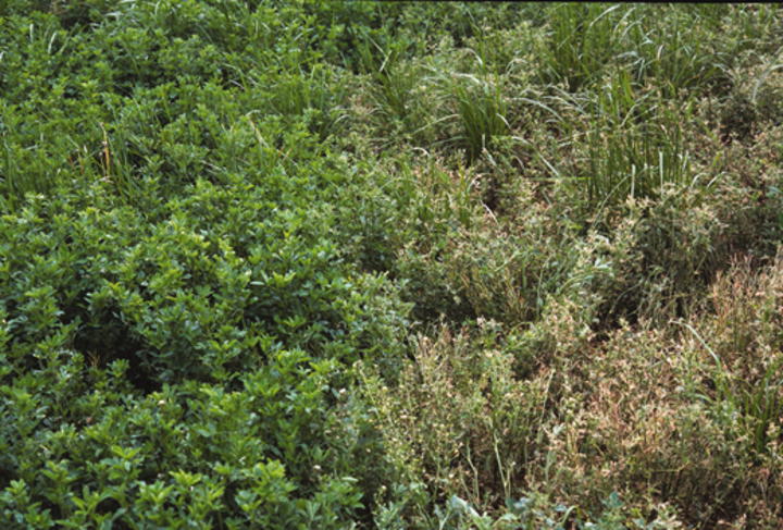 Alfalfa Treatment Comparison