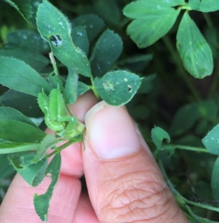 alfalfa weevil feeding on trifoliates 