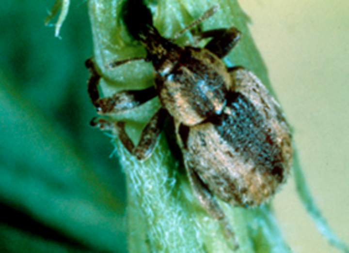 Alfalfa weevil larvae