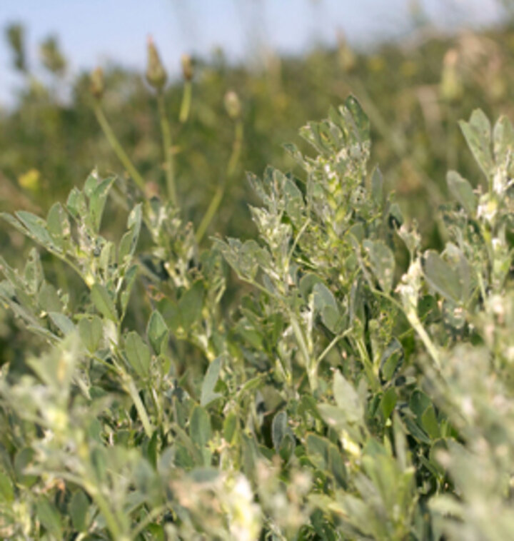 Alfalfa weevil damage