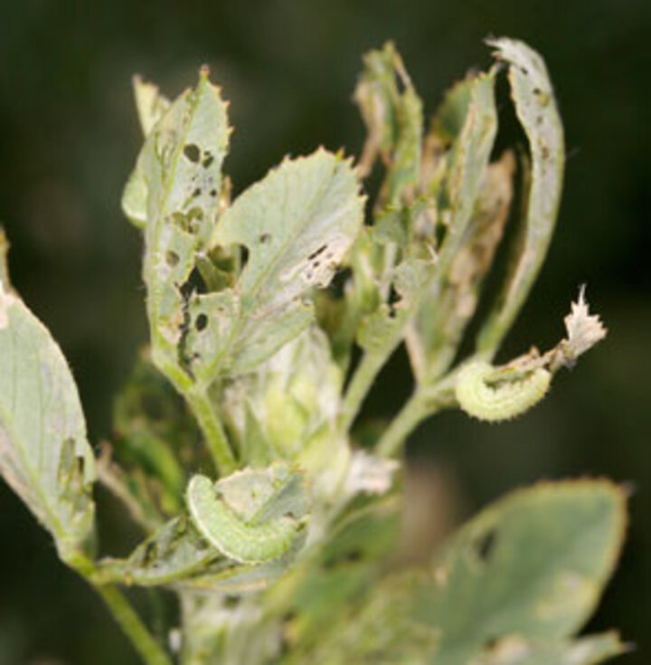 Alfalfa weevil damage