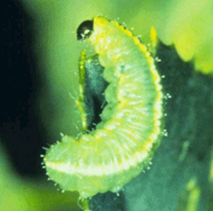 Alfalfa weevil larvae