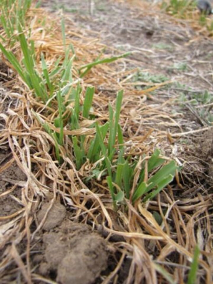 Army cutworm damage to wheat