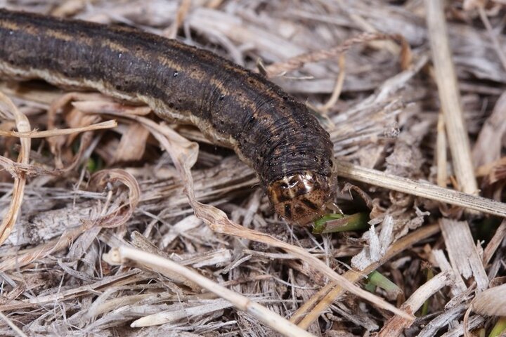 Army curtworm larva chewing down a blade of wheat.