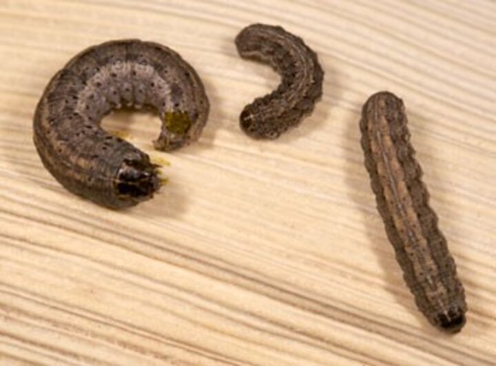 army cutworms