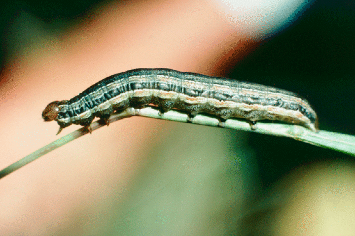 Armyworm