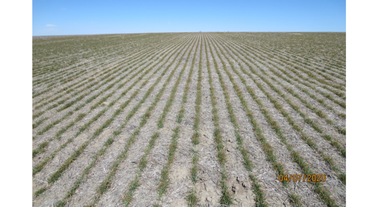 A tractor tilling a field