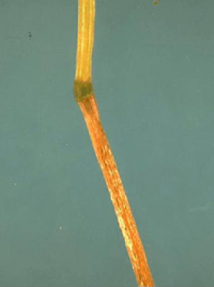 Discoloring and roughening of the lower stem