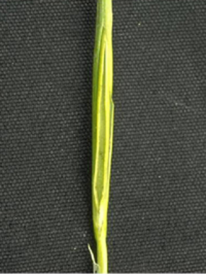 Split stem