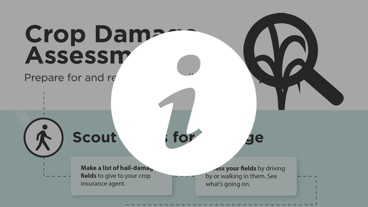 crop damage assessment infographic