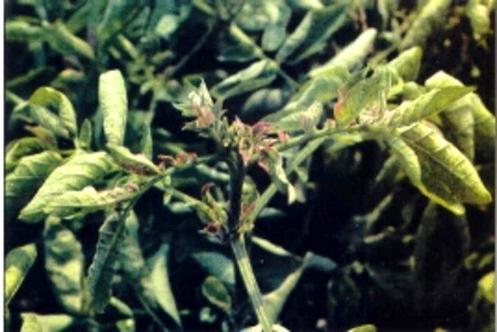 aster leafhopper