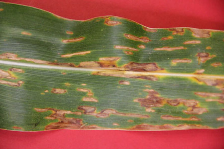 bacterial leaf streak of corn