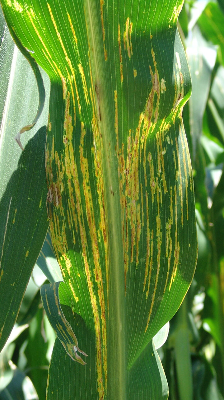 bacterial leaf streak on corn