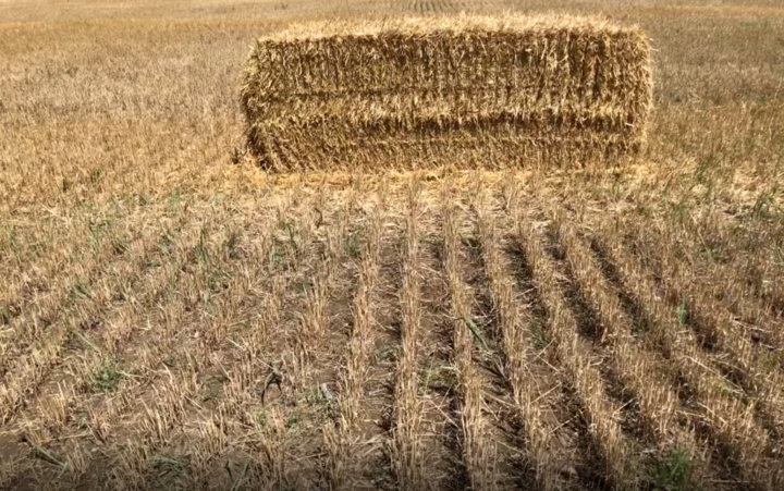 Field where wheat residue was harvested