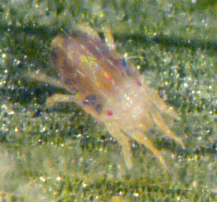 Banks grass mite