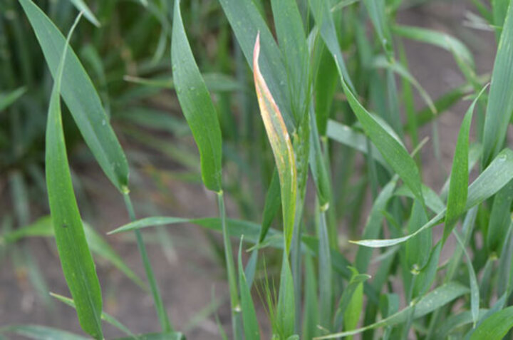 barley yellow dwarf