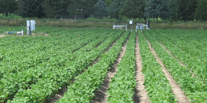 Dry beans in a subsurface drip irrigation study