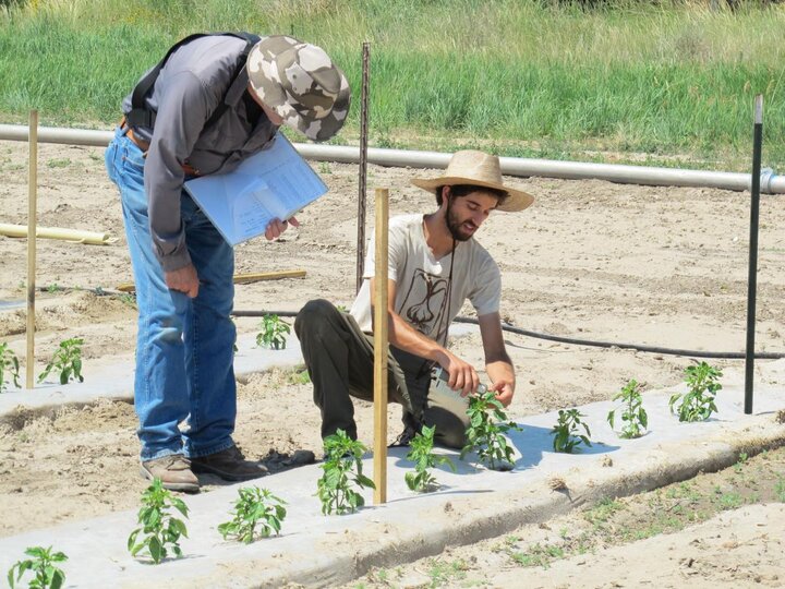 Researchers examining biomulch field trial