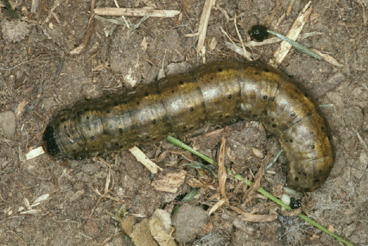 black cutworm