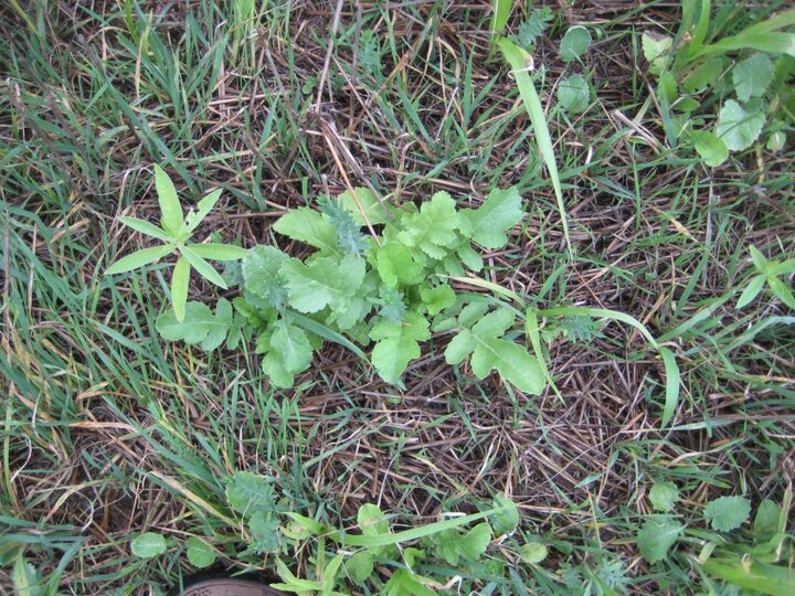 Broadleaf weeds