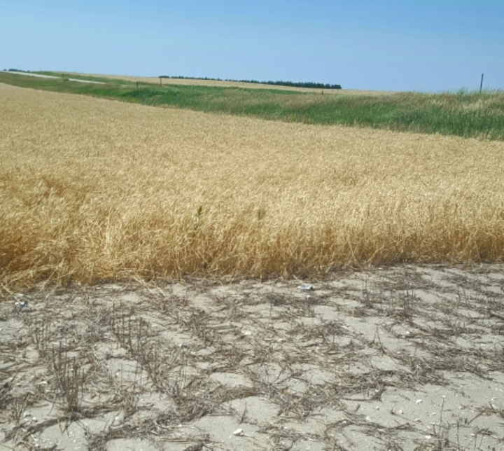 WSS trial near Gurley