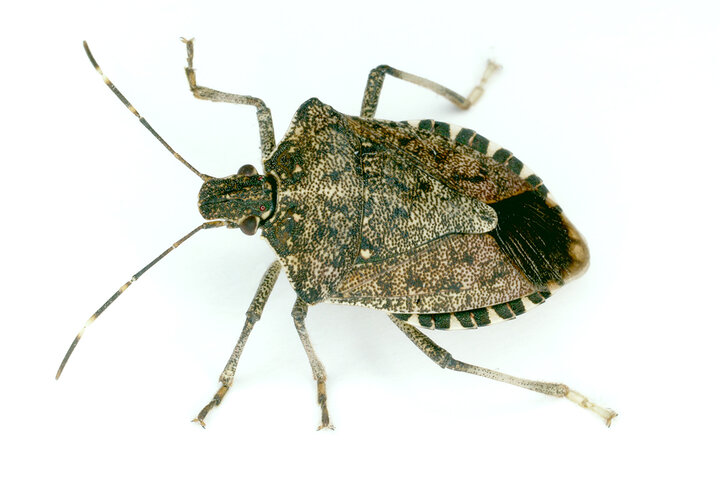 Brown marmorated stink bug