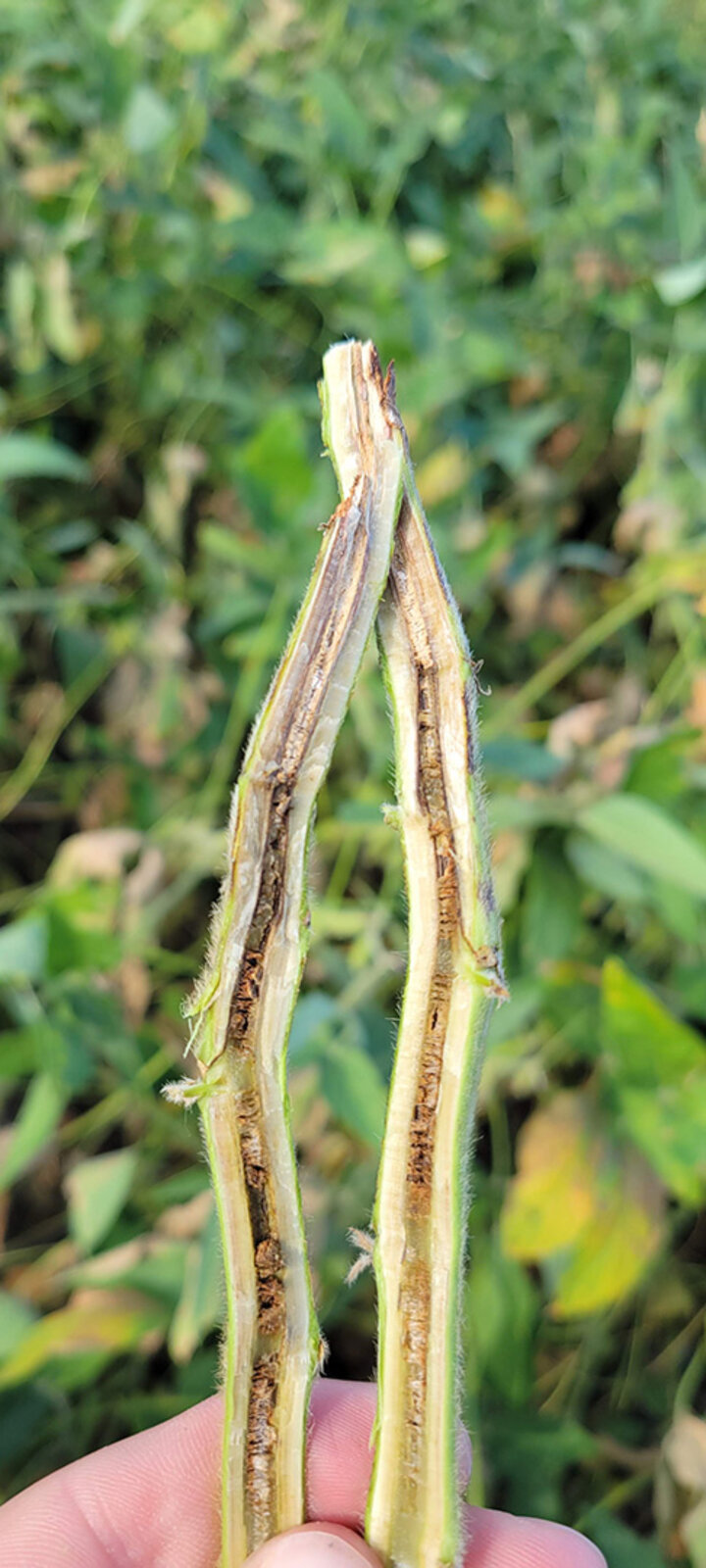 Brown stem rot