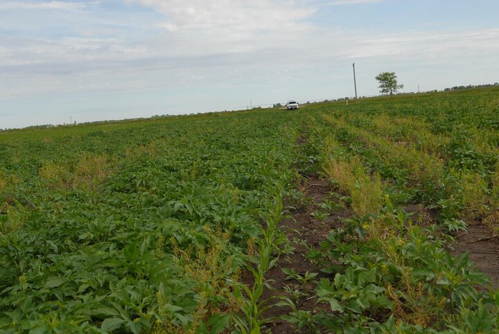 Glyphosate-resistant giant ragweed