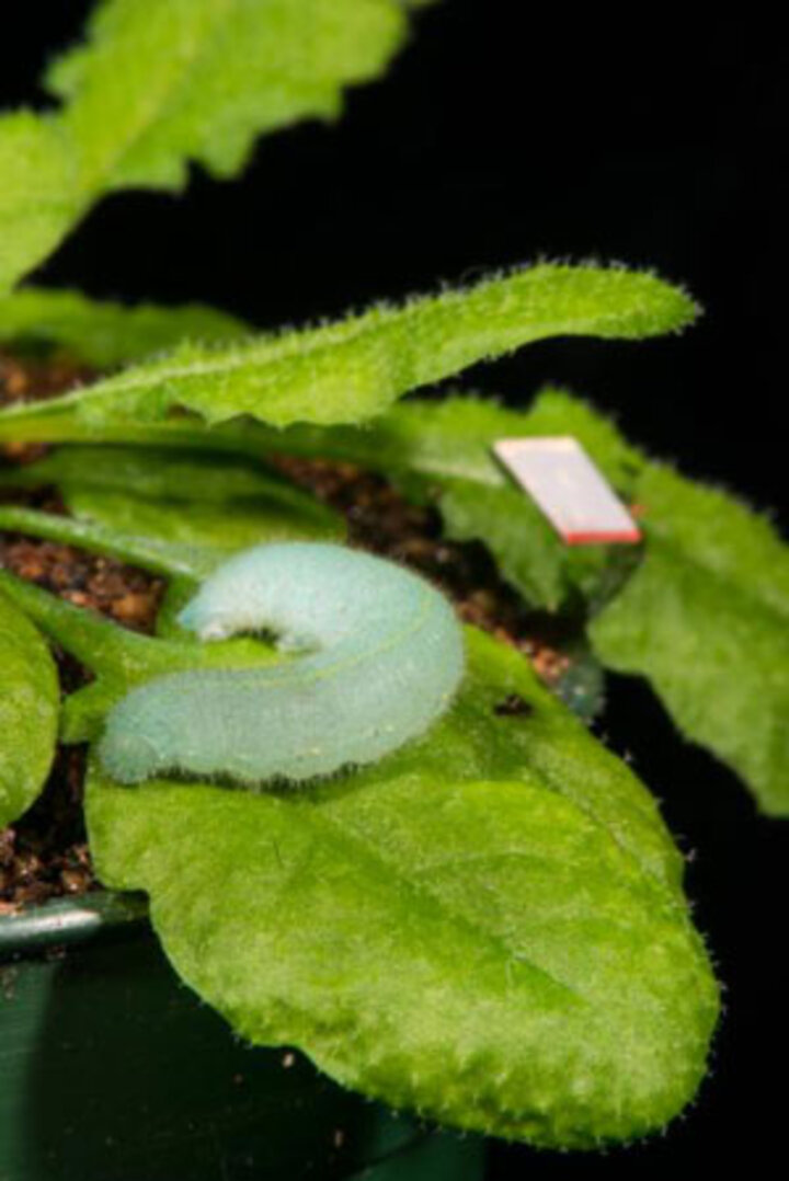 Cabbage butterfly caterpillar