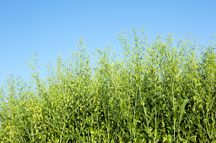 camelina field