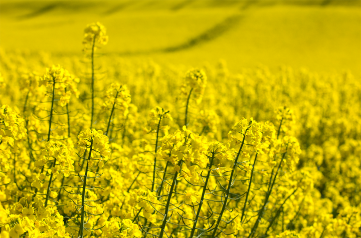 canola field