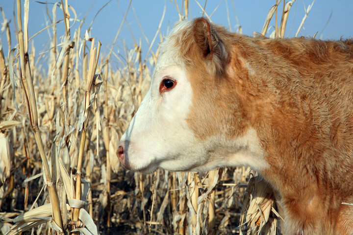 Cattle in cornfield