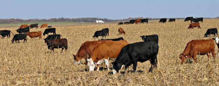 Cattle grazing cornstalks