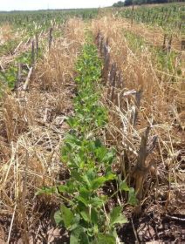 Cereal rye cover crop in corn