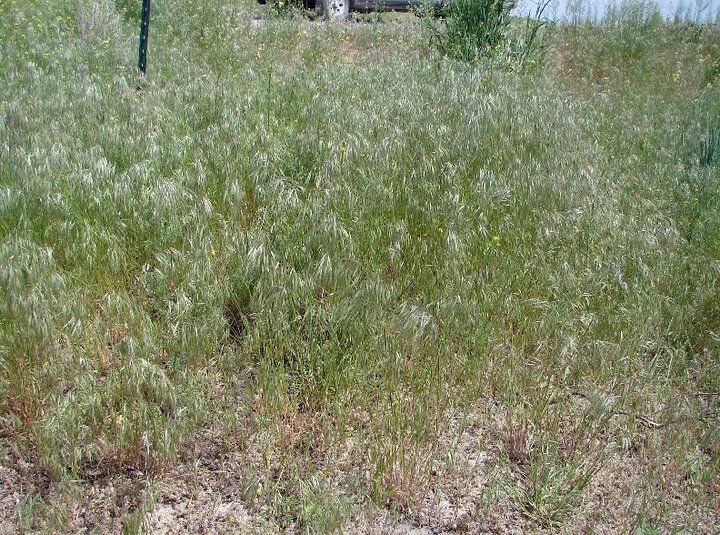 Cheatgrass (Bromus tectorum L.)