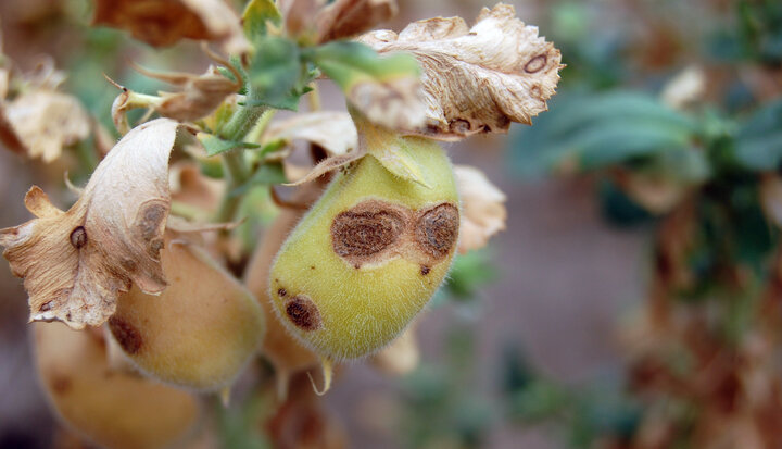 chickpea with ascochyta blight lesions