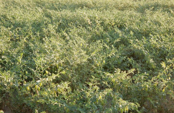 chickpea cultivar field trial