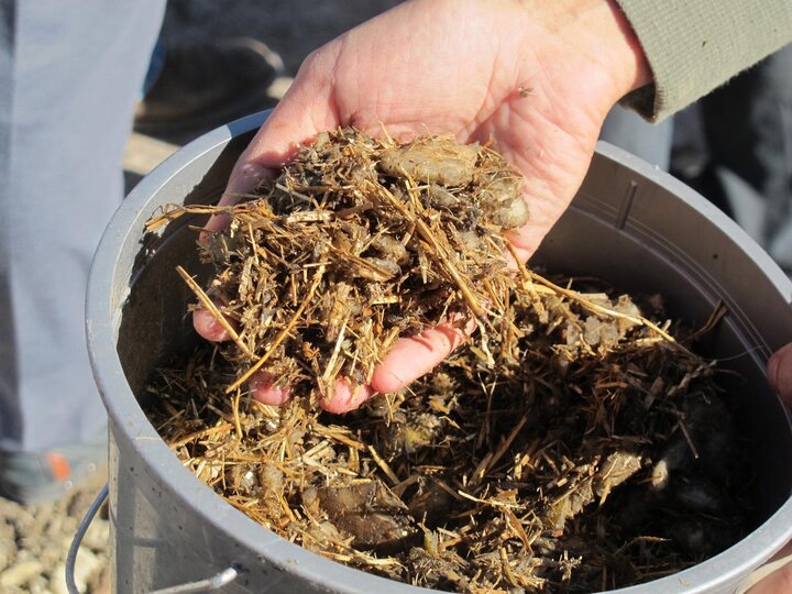 Chopped sugarbeets mixed with wheat