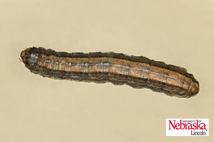 Claybacked cutworm larva