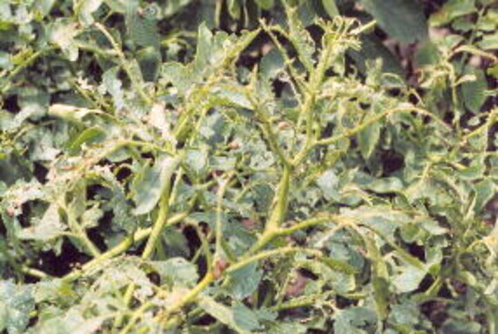 colorado potato beetle defoliation