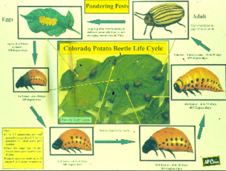 colorado potato beetle life cycle graphic