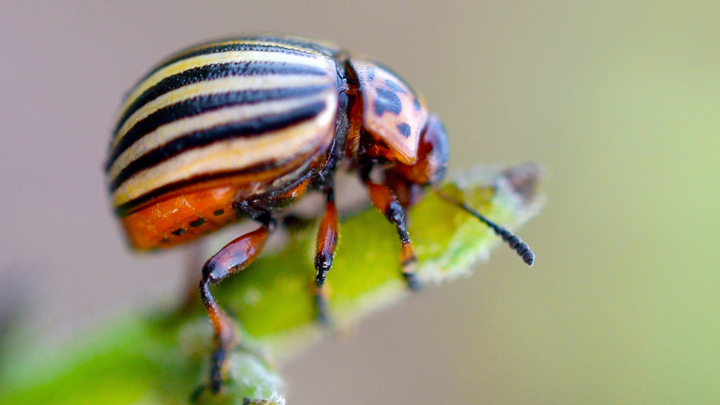 colorado potato beetle on stem