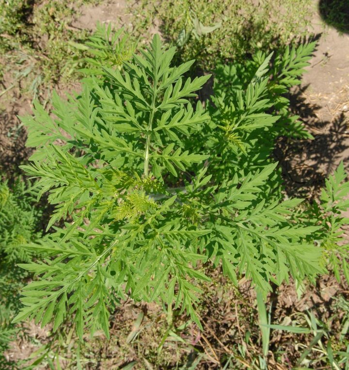 Common Ragweed seedling