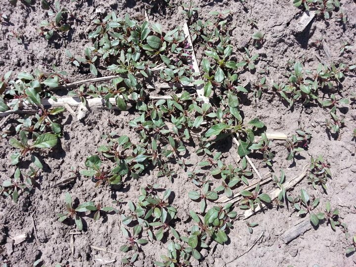 Common waterhemp seedling