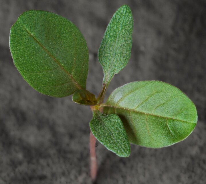 Common waterhemp seedling true leaves