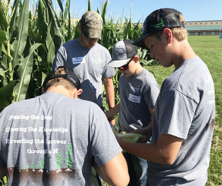 Kornhusker Kids 4-H Club examine a corn plant to answer questions in the corn growth stage, maturity and development section of the crop scouting contest.