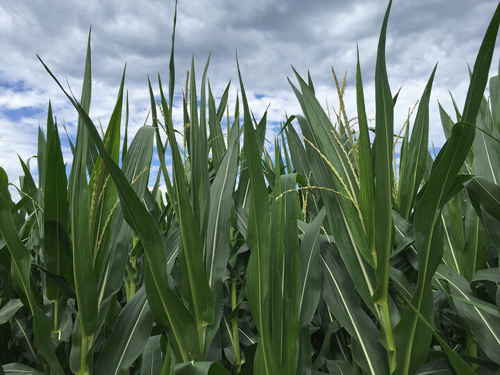Corn in Dodge and Washington County area