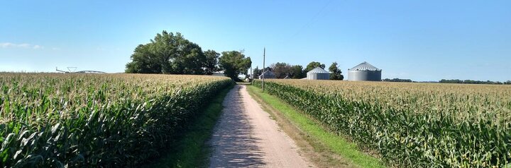Corn field